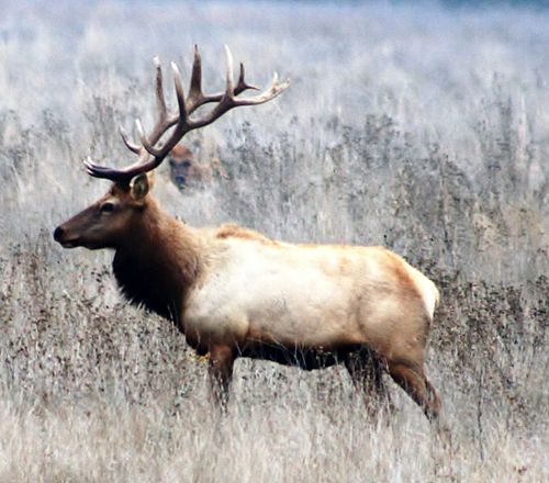 Tule elk